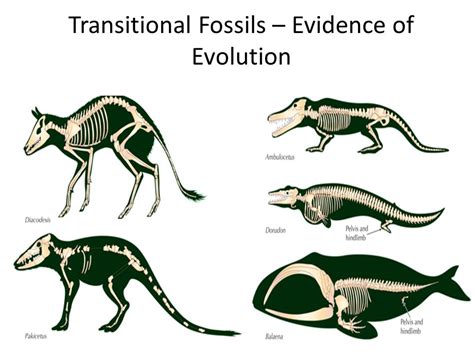 Role Of Fossils In Evolution