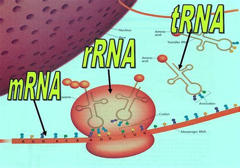 role of mrna trna and rrna in translation