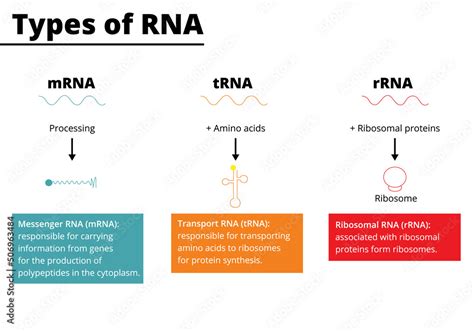role of rrna