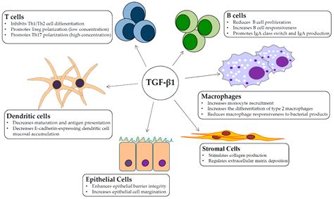 role of tgf beta in fibrosis