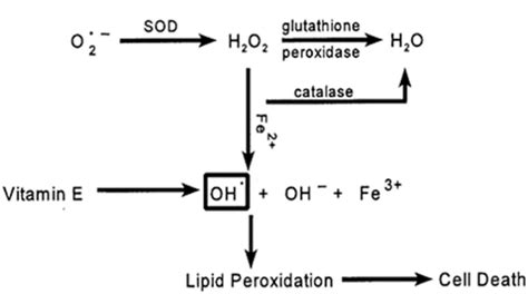 Role Of Vitamin E And Selenium In Lipid Peroxidation Slideshare