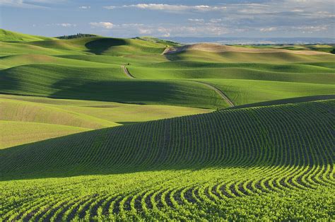 rolling fields