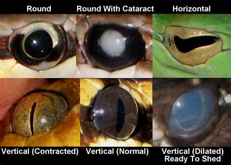 rolling snake eyes meaning