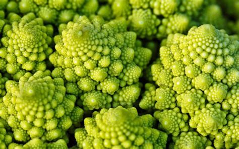 romanesco broccoli wikipedia