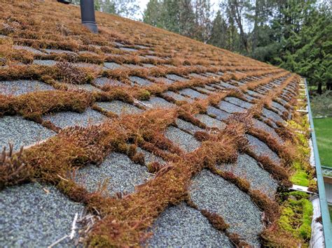 roof moss removal companies victoria bc