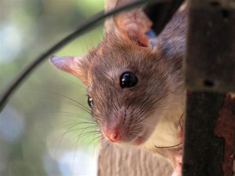 roof rats as pets