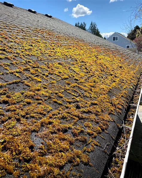 roofing cleaning moss