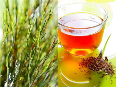 Rooibos Alternative Name