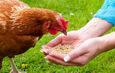 rooster and chicken feed near me prices
