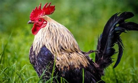 Rooster Chicken Cost