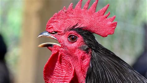rooster crowing sound effect wiki