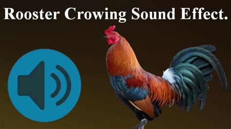 rooster crowing sound mp3