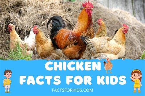 rooster facts for kids