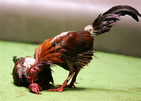 rooster fights cockfighting videos