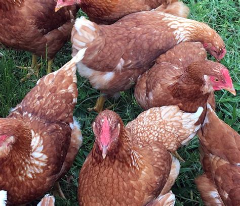 rooster for sale georgia