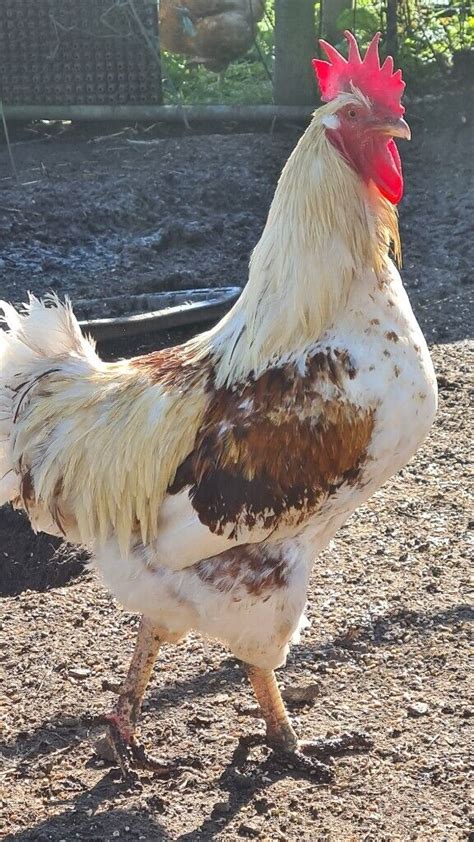 rooster for sale gumtree