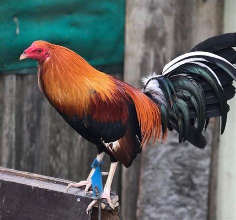 rooster for sale in california