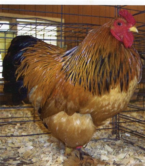 rooster for sale near me