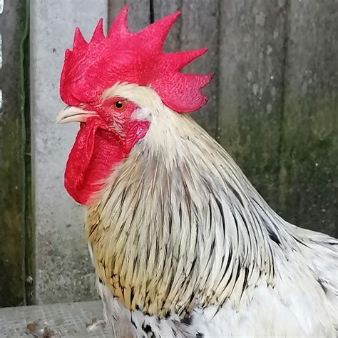 rooster for sale uk