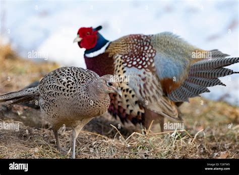 rooster vs hen pheasant