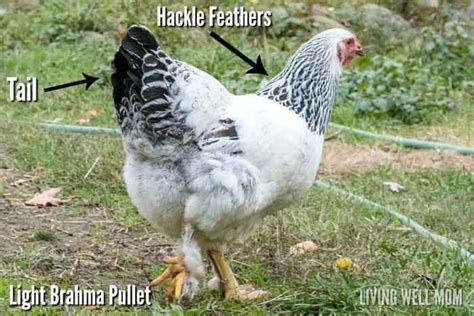 rooster vs hen tail feathers