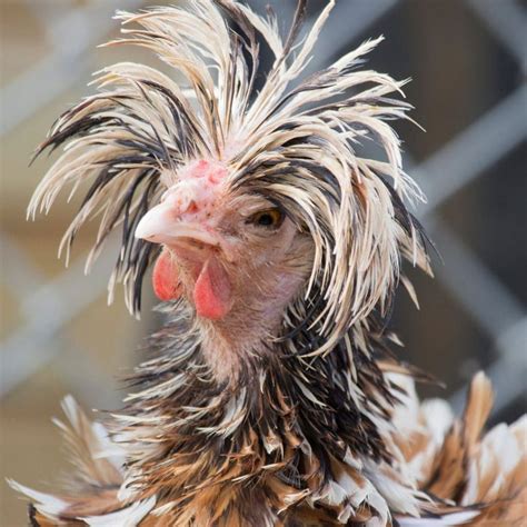 rooster with crazy hair