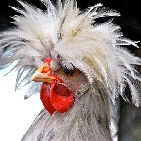 rooster with top hair drooping
