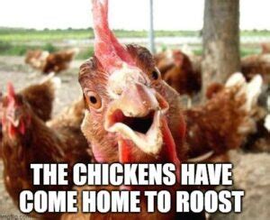 roosters are coming home to roost
