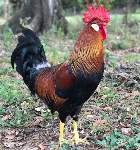 roosters for sale online
