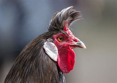 roosters haircut