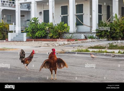 roosters in key west fl