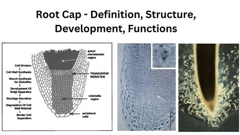 Root Cap Is Derived From