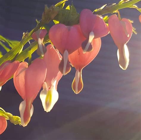 Root of Broken Hearts