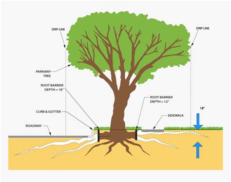 root system of maple trees