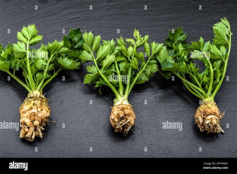 Pin on Garden Edible