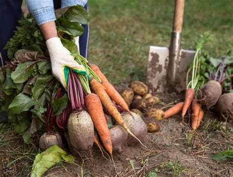 Root Vegetables Garden