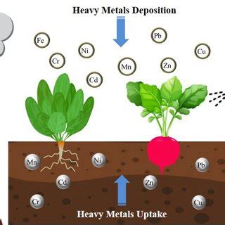 Root Vegetables Heavy Metals