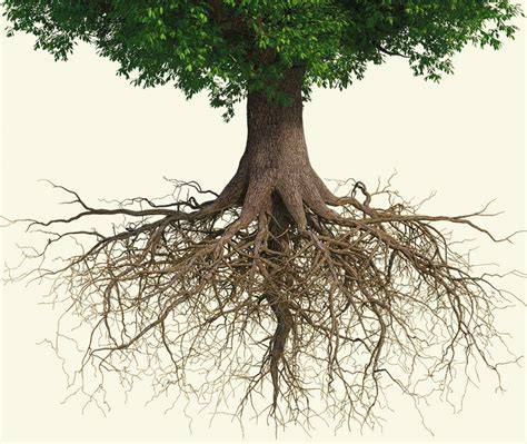 「Roots To Branches」激震！未公開リークと真実の全貌