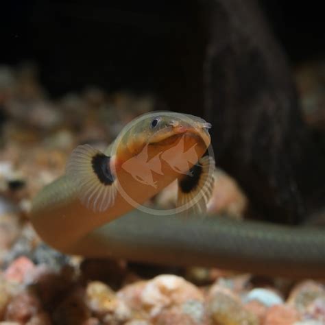 Rope Eel Reedfish