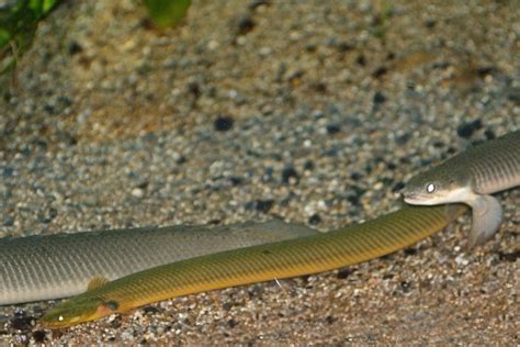 Rope Fish Compatibility