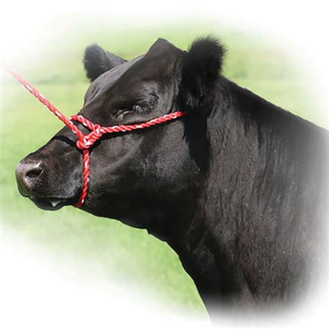 Rope Halter Cattle