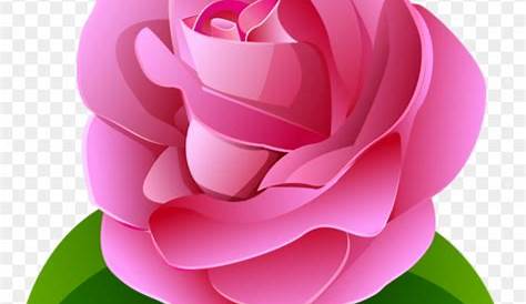 Flores - Rosa cor de Rosa 5 PNG Imagens e Moldes.com.br