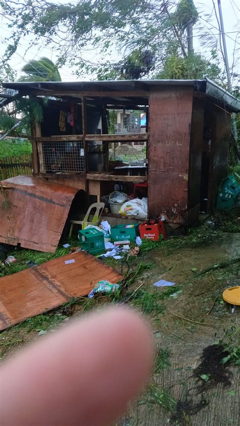 rosa rapsing decker freckle