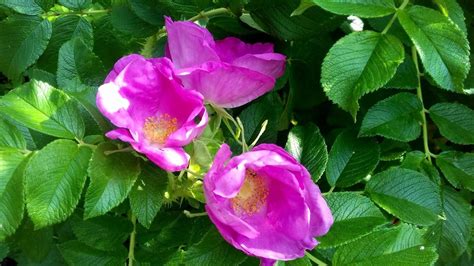 Rosa Rugotida: Rare Beauty and Medicinal Secrets Unveiled