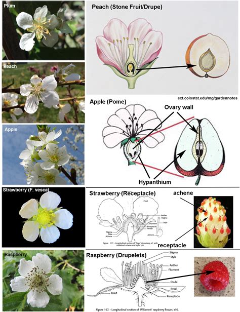 rosaceae family plant list
