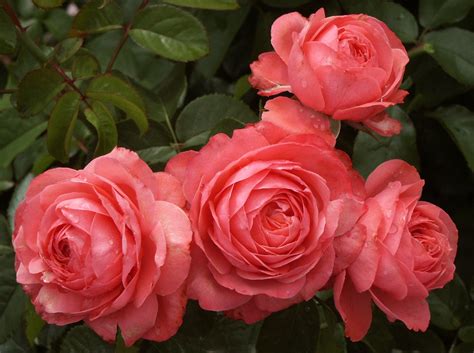 Unveiling the Enchanting Rosanna Rose: A Beauty Secret Exposed