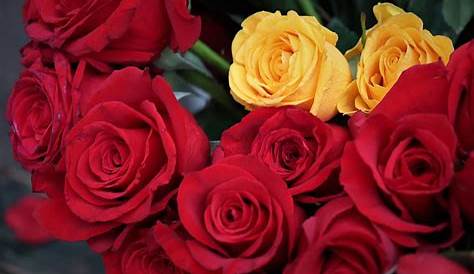 stock de fotos gratis | Rosas amarillas y rojas | Zela | March - 24