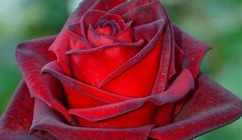 Imagenes De Rosas Hermosas : Rosas Hermosas – Rosas De Amor | Koriskado
