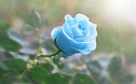Rosas Azules: The Enigmatic Flower That's Changing Gardens