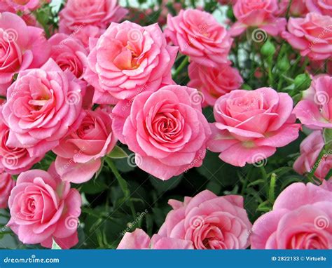 Rosas Rosadas: Discover Secret Garden Blooms